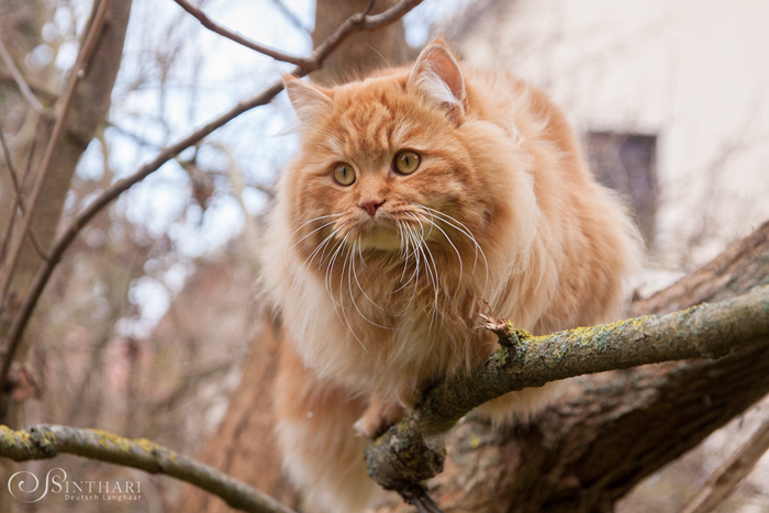 roter Deutsch Langhaarkater