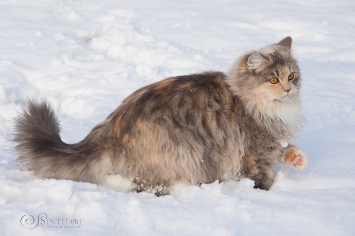 Deutsch Langhaarkatze im Schnee