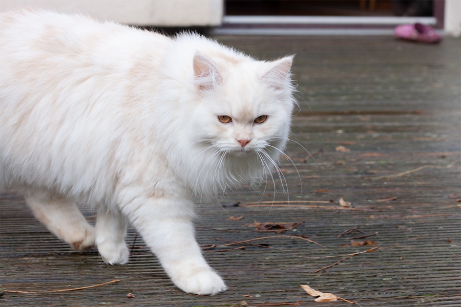 Deutsch Langhaarkater Jakiro von Sinthari