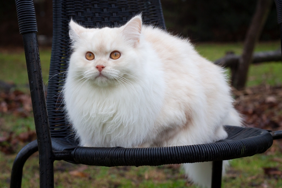 Deutsch Langhaarkater Jakiro von Sinthari