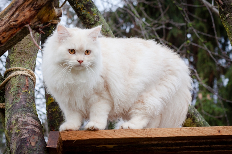 Deutsch Langhaarkater Jakiro von Sinthari