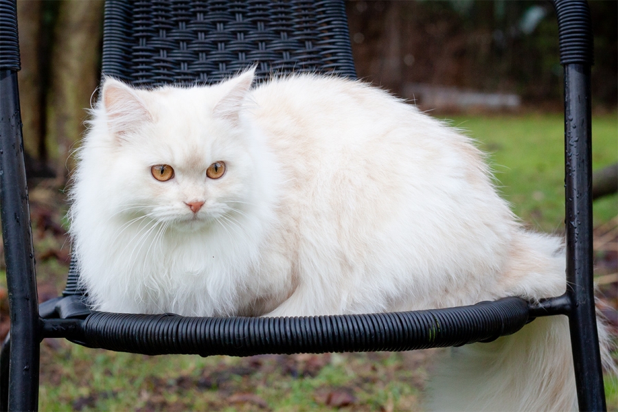 Deutsch Langhaarkater Jakiro von Sinthari
