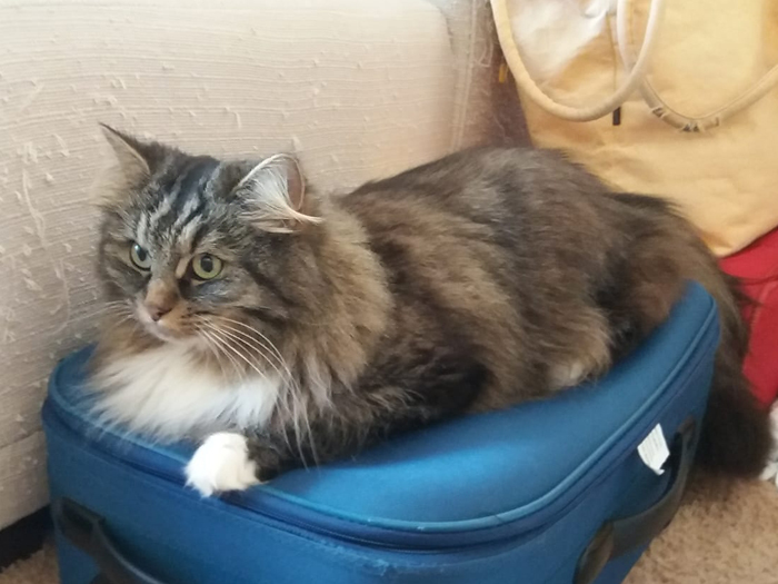 Deutsch Langhaarkatze Sayuri von Sinthari Sayuri