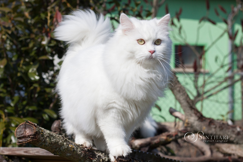 Deutsch Langhaarkatze Miki