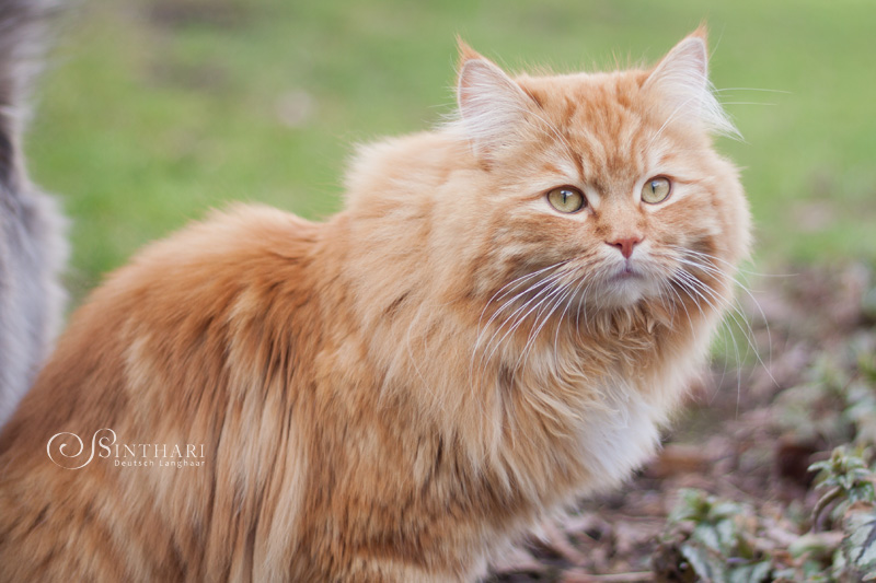 rote Deutsch Langhaarkatze