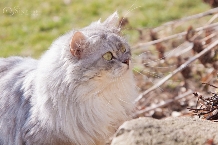 Deutsch Langhaarkater Icarus