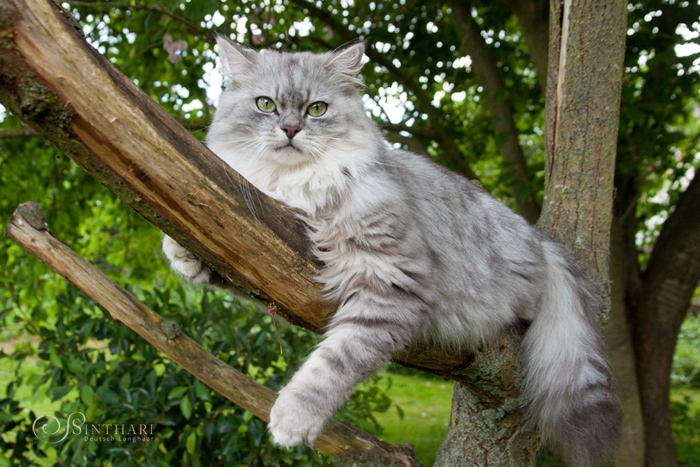 Deutsch Langhaarkatze Icarus