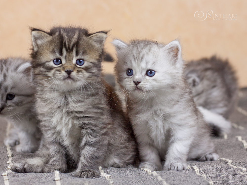 Deutsch Langhaar Katze