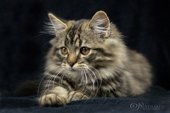 Loki