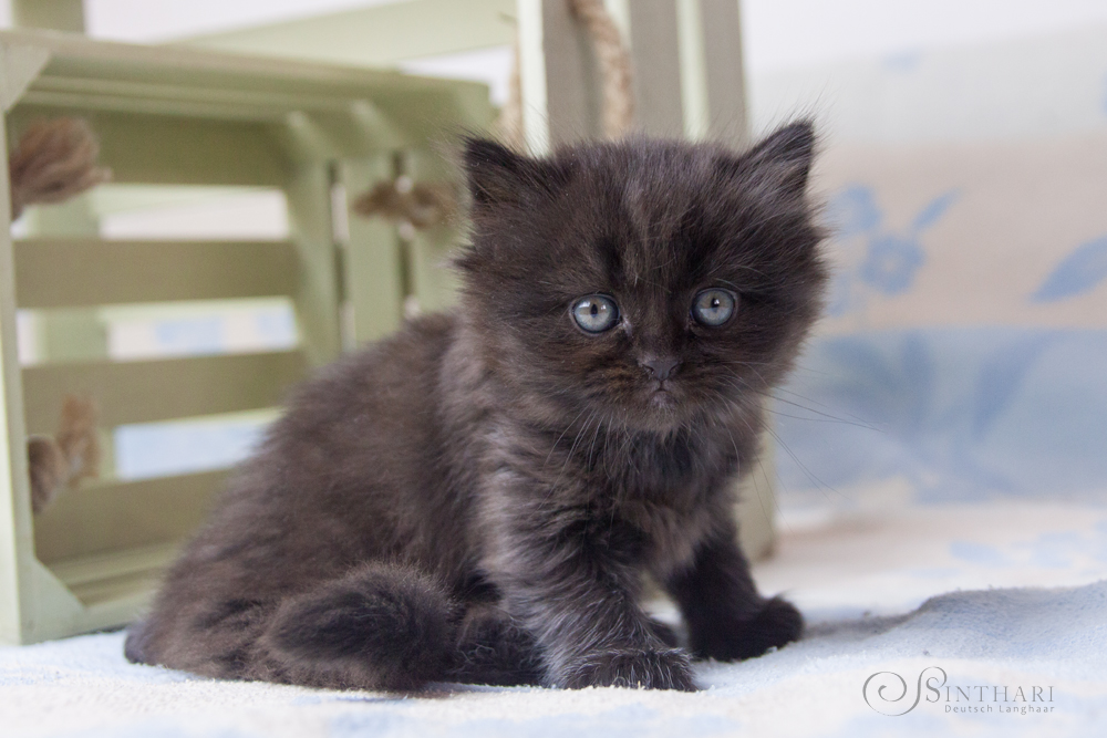 Deutsch Langhaar Katzenbaby