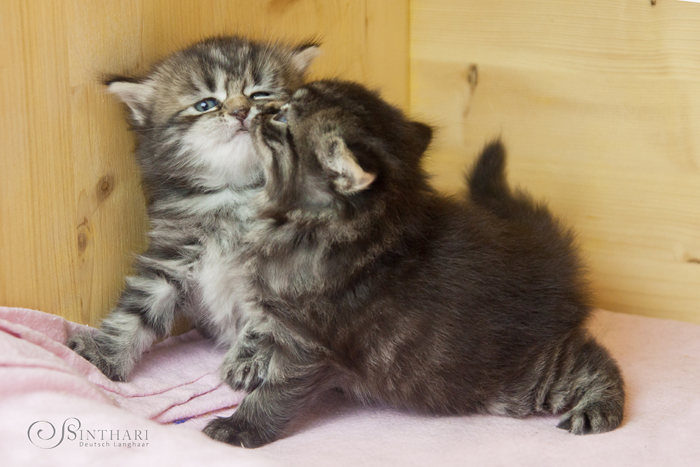 Deutsch Langhaar Katze Kitten