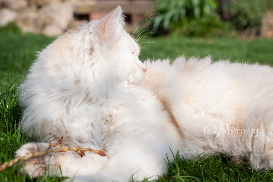 Deutsch Langhaarkater Jakiro von Sinthari