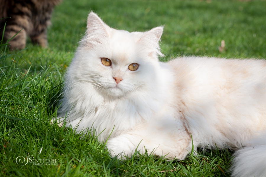 Deutsch Langhaarkater Jakiro von Sinthari