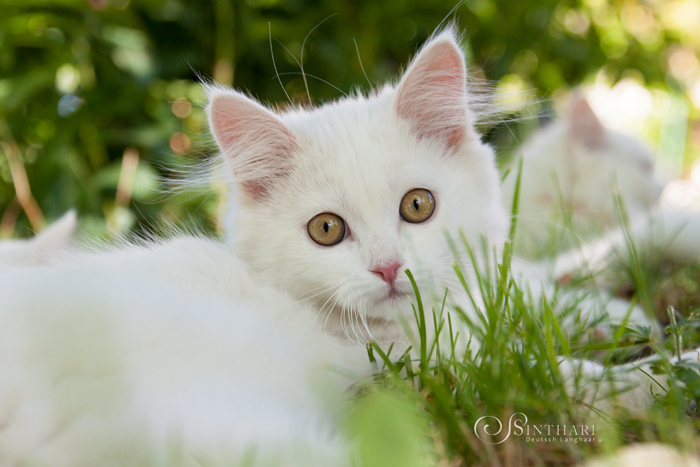 Deutsch Langhaarkatze Vanilje