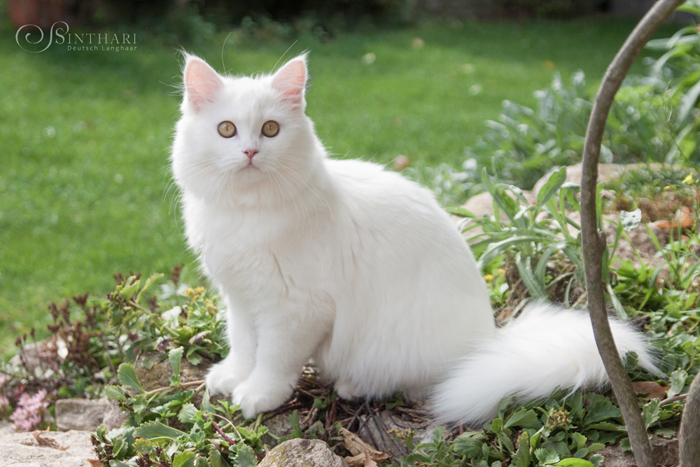 Deutsch Langhaarkatze Vanilje