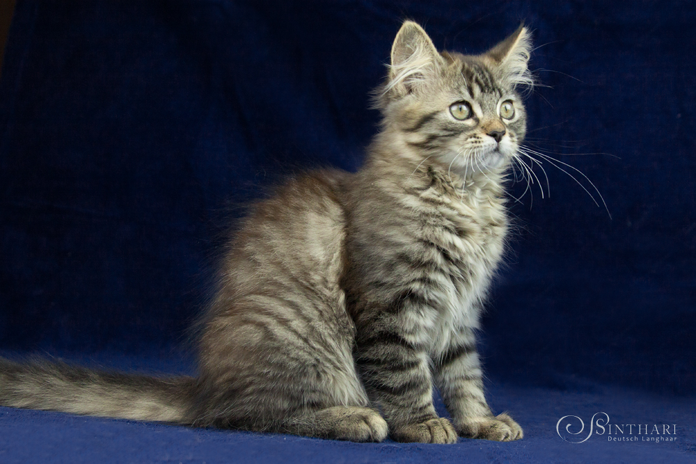 Deutsch Langhaar-Katze Arran aus der Zucht von Sinthari