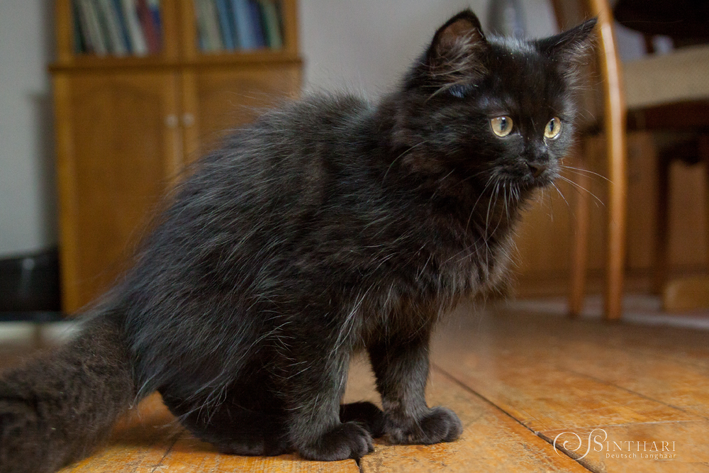 Deutsch Langhaarkater Oliver