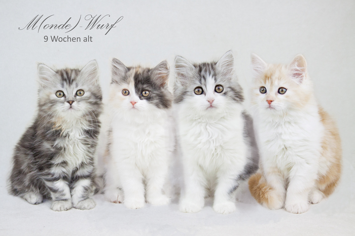 Unser M(onde)-Wurf
