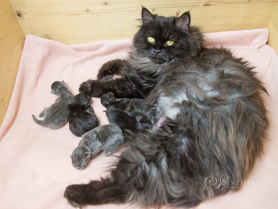 Unser J(uwelen)-Wurf - Deutsch Langhaar-Kitten von Sinthari