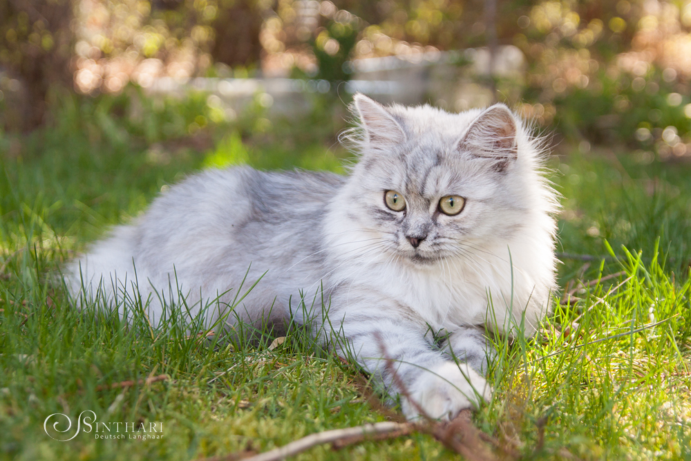 Deutsch Langhaarkatze Lanai von Sinthari