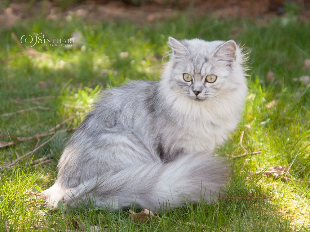 Deutsch Langhaarkatze Lanai