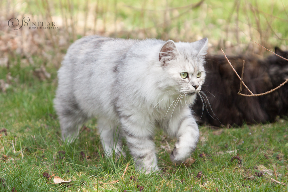 Deutsch Langhaarkatze Lanai von Sinthari