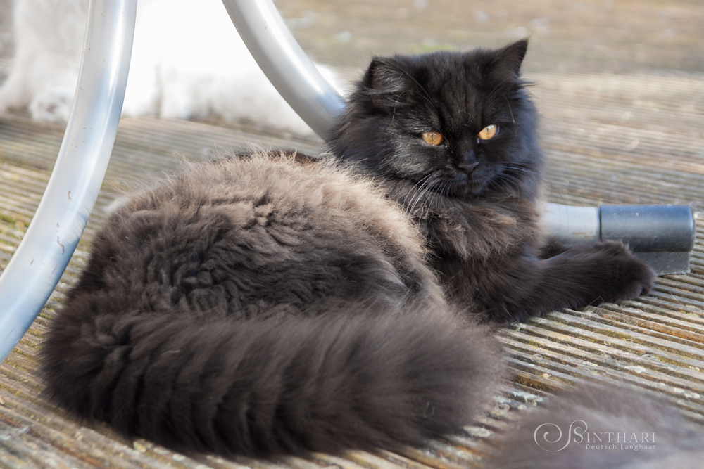 Deutsch Langhaarkatze Luna