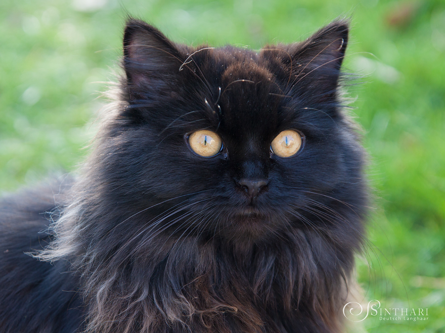 Deutsch Langhaarkatze Luna