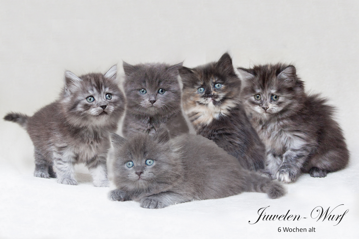 Unser J(uwelen)-Wurf - Deutsch Langhaar-Kitten von Sinthari
