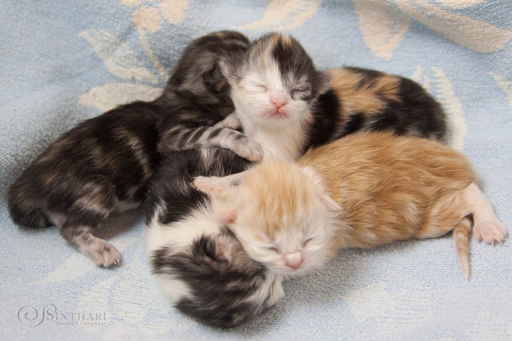 Katzenkinder