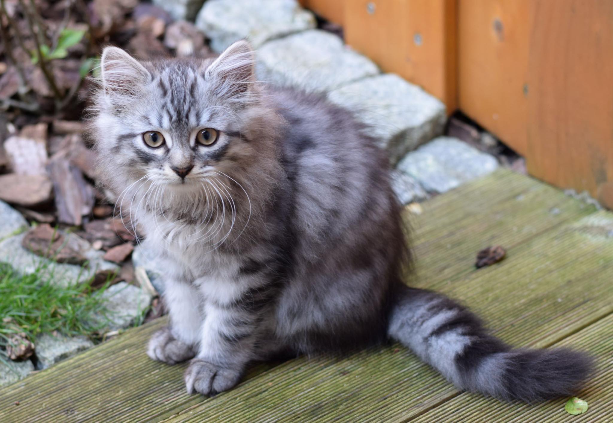 Deutsch Langhaarkater Tamme