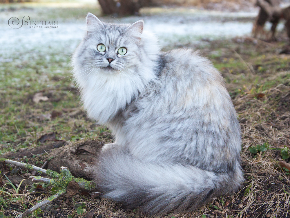 Unsere Zuchtkatzen ~ Sinthari