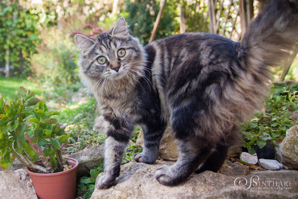Deutsch Langhaarkatze Leia von Sinthari