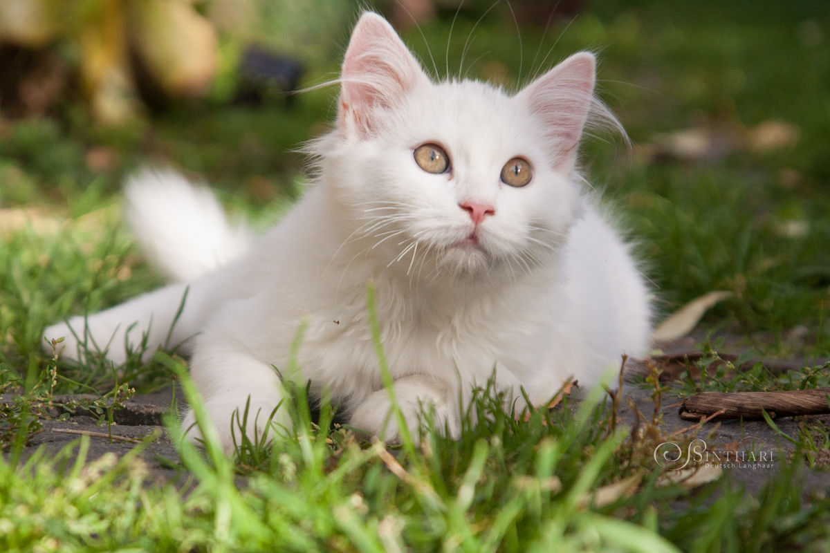 Deutsch Langhaarkater Tilion