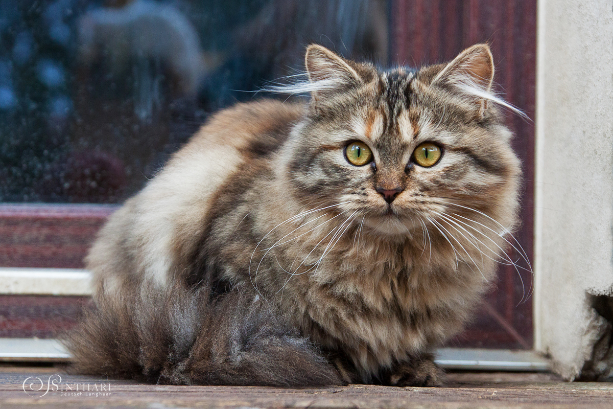 Deutsch Langhaarkatze Momo