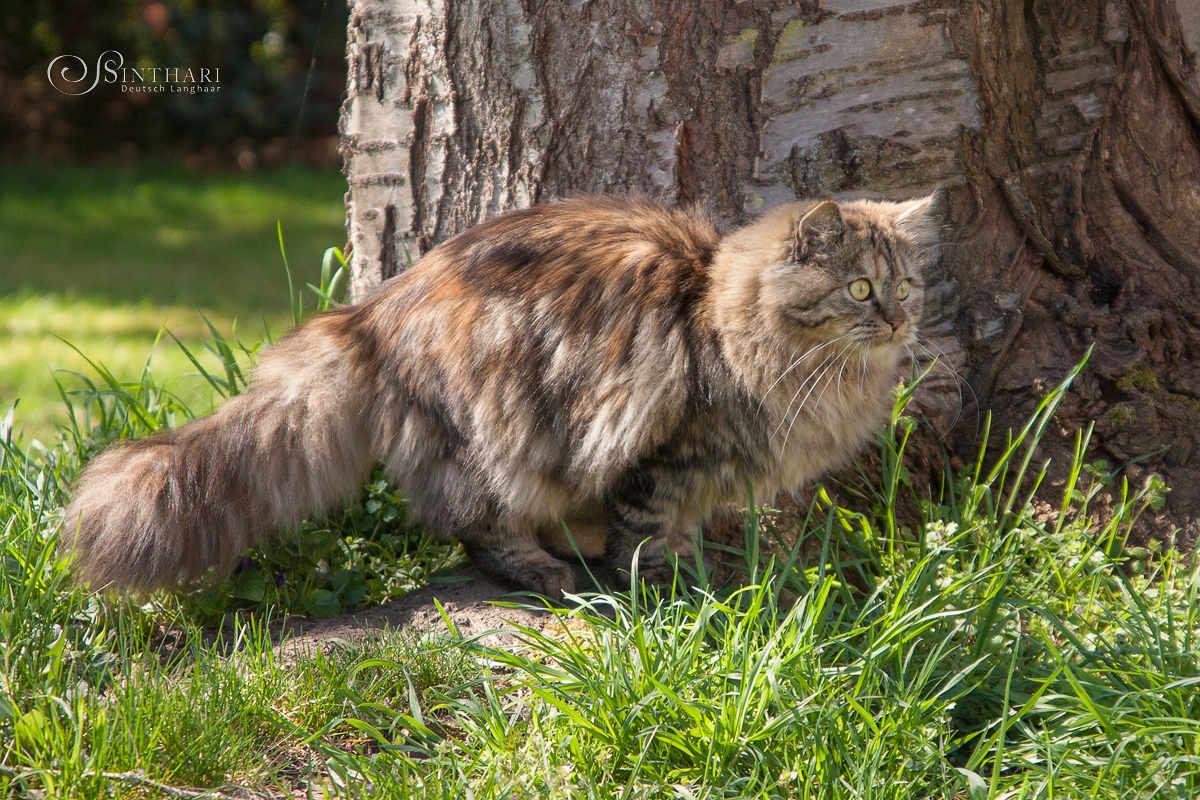 Deutsch Langhaarkatze Momo von Sinthari