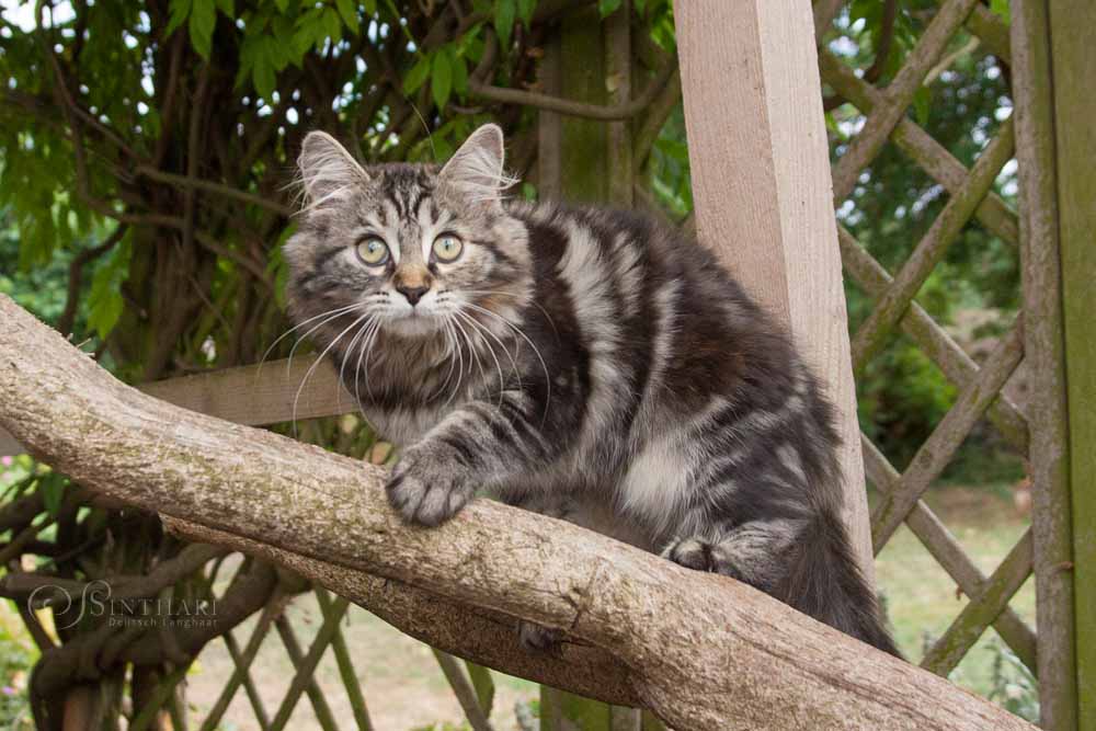 Deutsch Langhaarkatze Momo