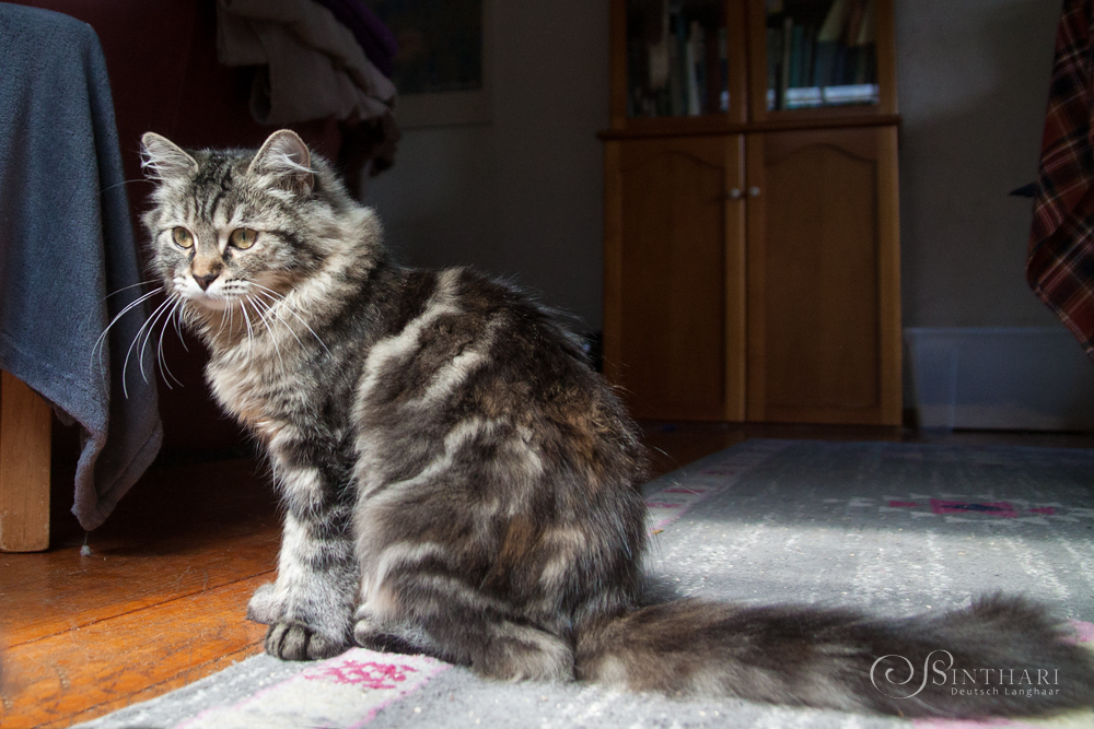 Deutsch Langhaarkatze Leia von Sinthari