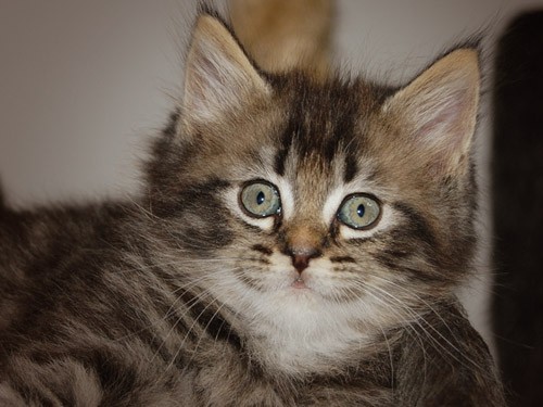 Nidi, 6 Wochen