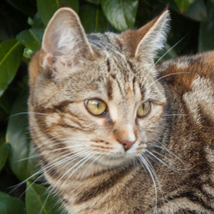 Europäisch Kurzhaarkatze Aura aus der Zucht Eifes