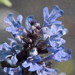 Ajuga genevensis