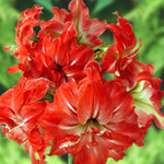 Amaryllis
