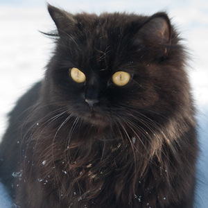 Deutsch Langhaarkatze Luna