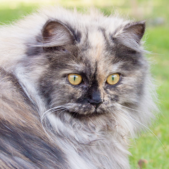 Deutschlanghaarkatze Skadi von Sinthari