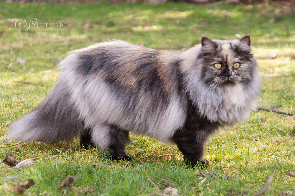 Deutsch Langhaar-Katze Skadi