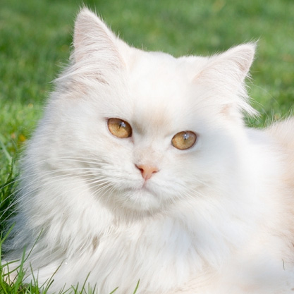 Deutsch Langhaar-Kater Jakiro aus der Zucht von Sinthari