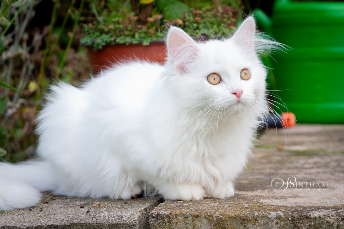 Deutsch Langhaar Katzen von Sinthari ~ Sinthari