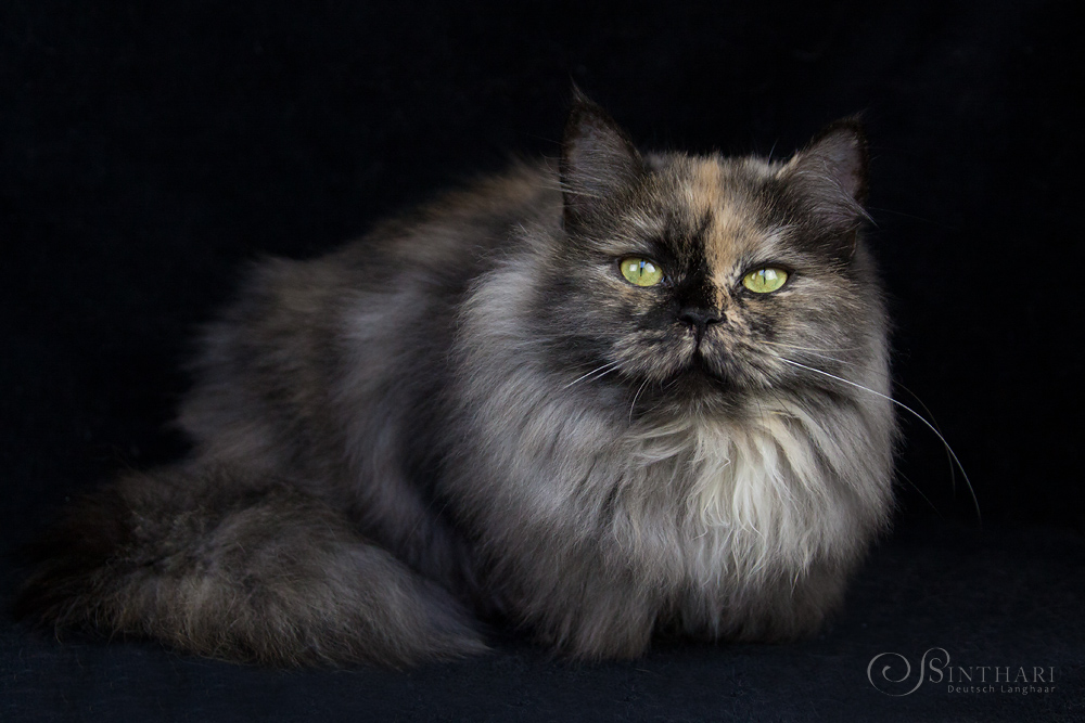 Deutsch Langhaarkatze Skadi von Sinthari