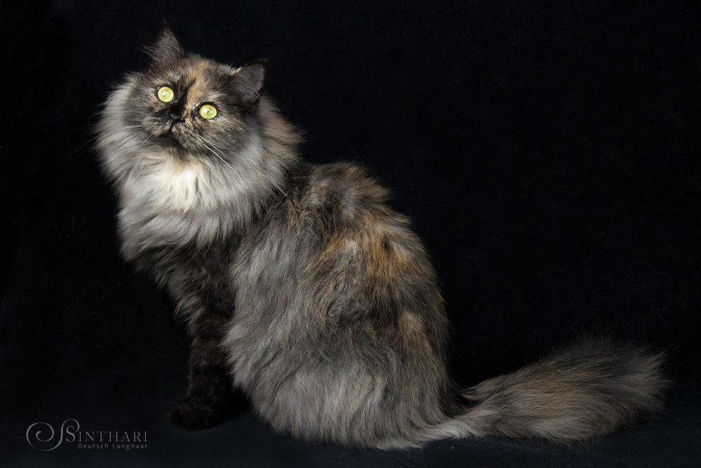 Deutsch Langhaarkatze Skadi Sinthari