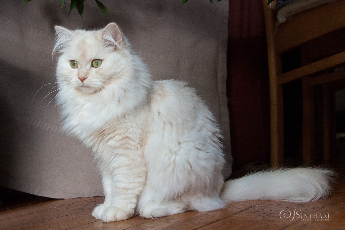 Deutsch Langhaarkatze Khasia von Sinthari
